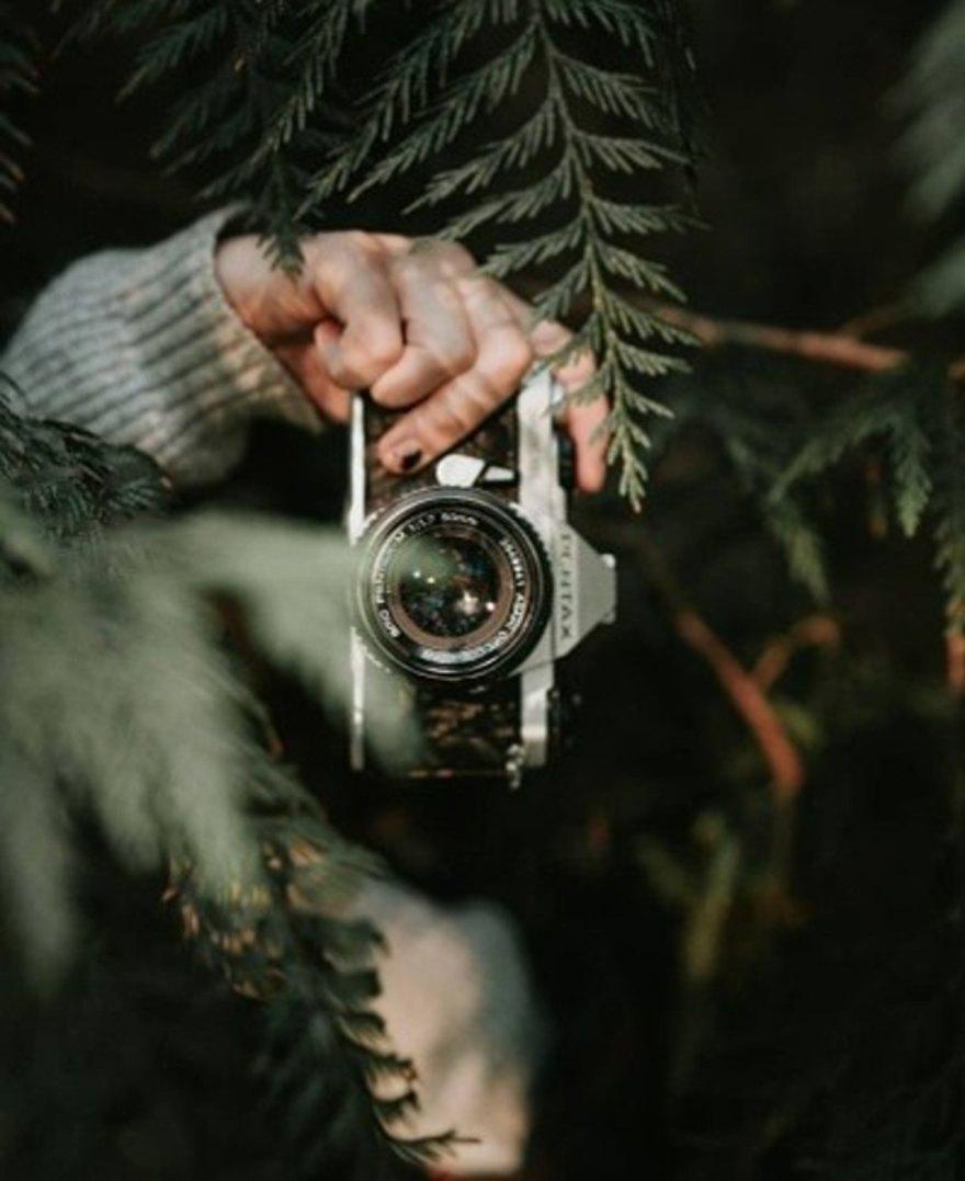A hand holding a camera among conifer branches